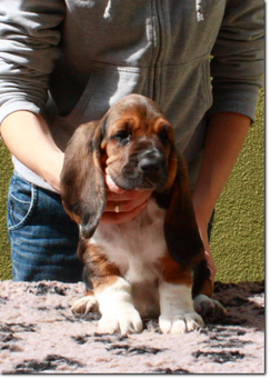 basset-puppie-girl6-12.png