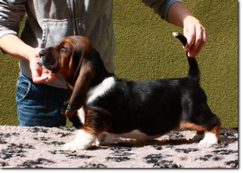 basset-puppie-girl6-14.png