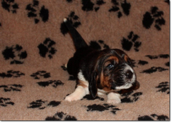 szczeni-ta-basset-hound-girl6-04_xm45j4lk.png